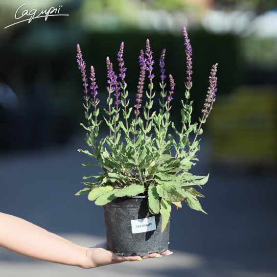 Шалфей дубравный 'Caradonna', C2 - - 2