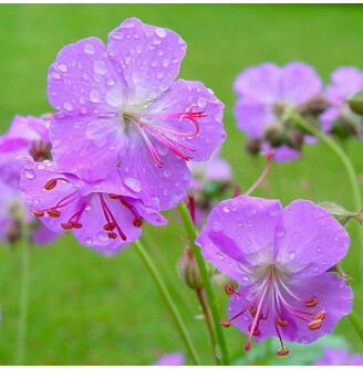 Герань кембріджська 'Cambridge'