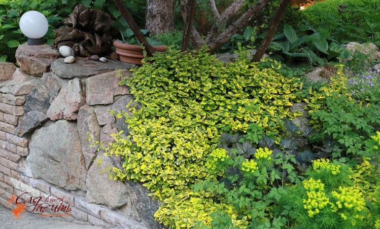 Бересклет Форчуна 'Emerald'n Gold' - отличный вечнозеленый кустарник для Вашего сада