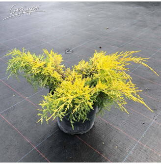 Можжевельник средний 'Sheridan Gold'