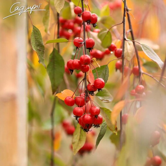 Яблоня плакучая 'Royal Beauty' #2, WRB 14--16 225-250 St. 200 - 2