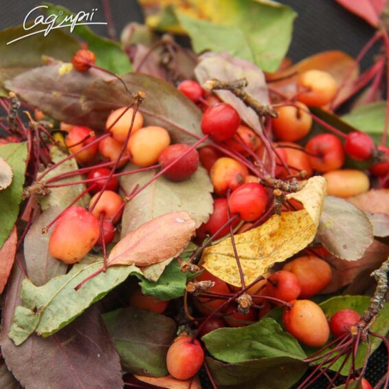 Яблуня торинго 'Freja' #1, WRB MST 250-300 St. 1/2 - 2 Яблуня торинго 'Freja' #1, WRB MST 250-300 St. 1/2 - 2