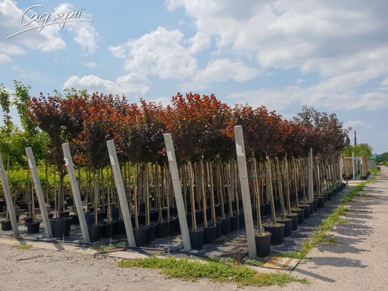 Слива вишнеплодная 'Nigra' #1, WRB 30--40 500+ St. 180-200 - 3 Слива вишнеплодная 'Nigra' #1, WRB 30--40 500+ St. 180-200 - 3