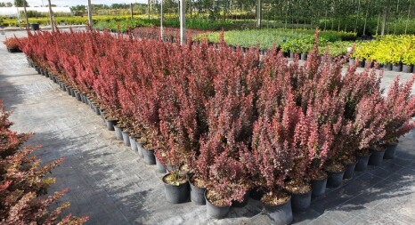 Барбариси: Велика колекція сортів