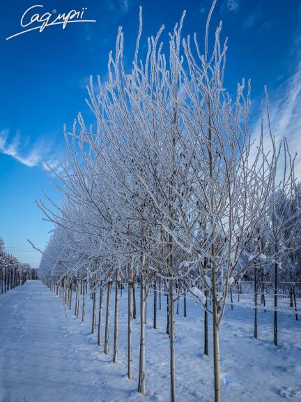 Береза гімалайська 'Doorenbos' - 1