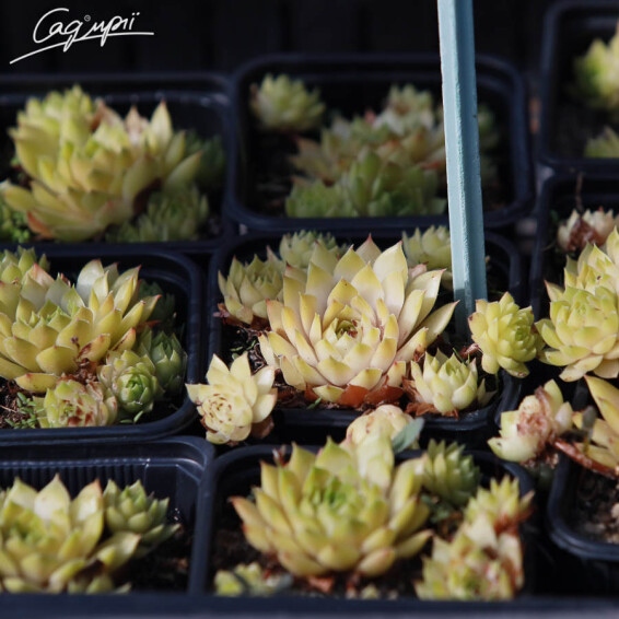 Молодило гірське 'Ornatum' - 1