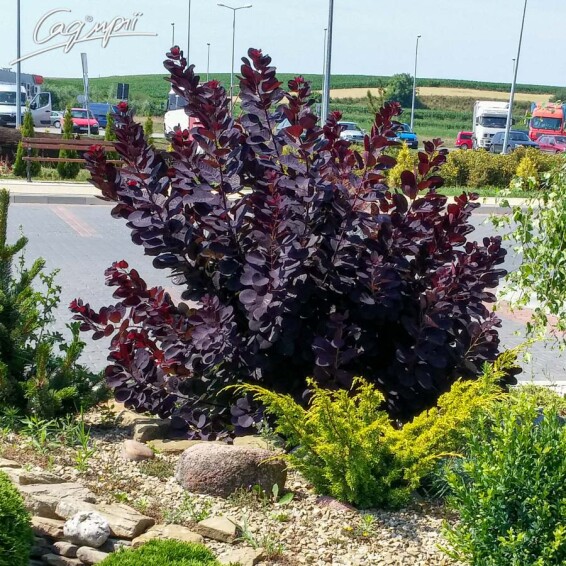 Скумпия кожевенная 'Royal Purple' - 8