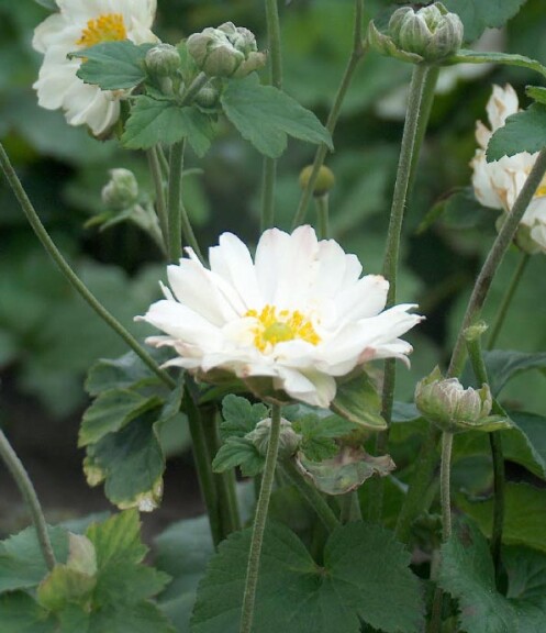 Анемона японська 'Whirlwind', C1.5 - - 1