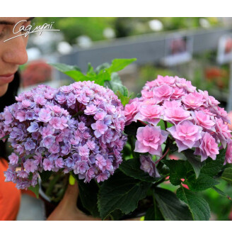 Гортензія крупнолиста 'You and Me Together Rose'®