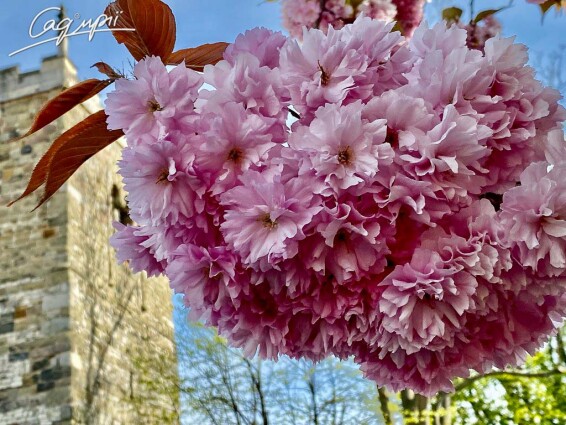 Сакура мелкопильчатая 'Royal Burgundy' #12, WRB 20--25 350-400 St. 200-225 - 12