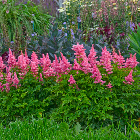 Астільба гібридна ‘Younique Carmine®’ (PBR) #1, ГК - - 3