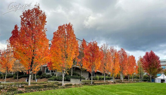 Груша Каллериана 'Redspire' - 11