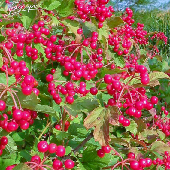 Калина обыкновенная 'Park Harvest' - 6