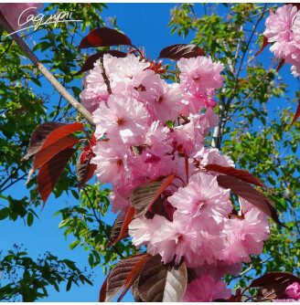 Сакура дрібнозубчаста 'Royal Burgundy'