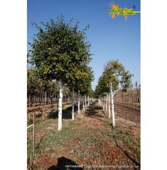 Береза плакуча, сформована