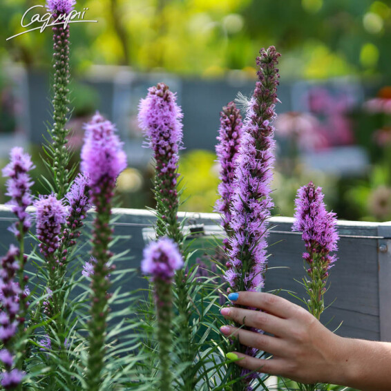 Ліатріс колосковий 'Kobold' - 4 Ліатріс колосковий 'Kobold' - 4