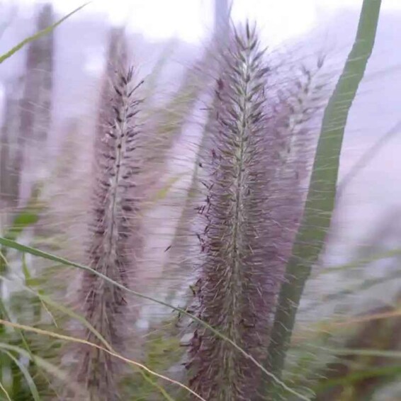 Пенісетум лисохвістний 'Black Beauty', С1 - - 4