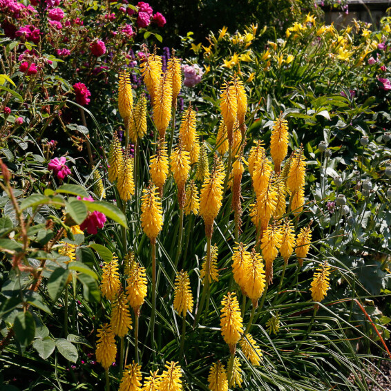 Кніфофія 'Sunningdale Yellow' - 4