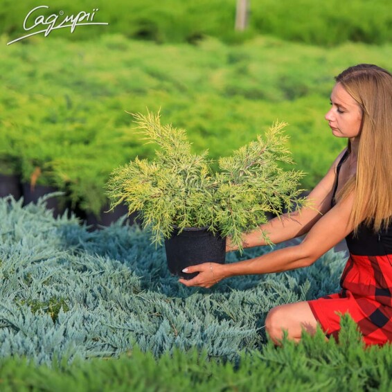 Можжевельник средний 'King of Spring' - 1