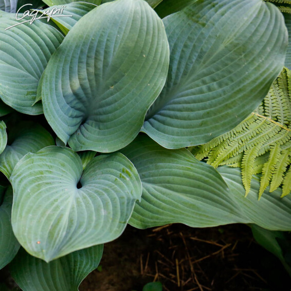 Хоста 'Moody Blues', p9 - - 3