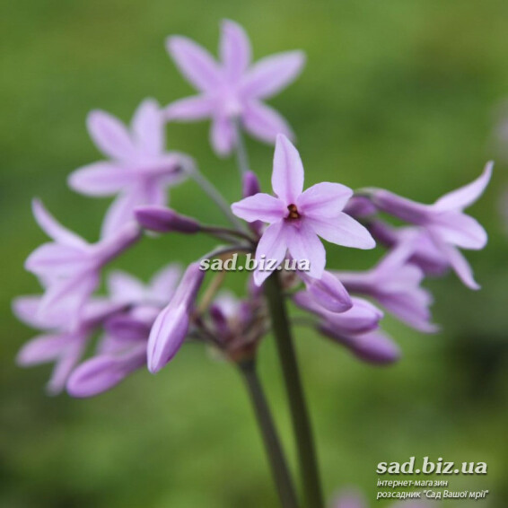 Тульбагія фіолетова - 1