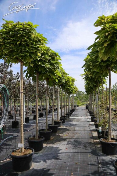 Катальпа бигнониевидная 'Nana' #2, С110 16--18 225-250 St. 200-225 - 4