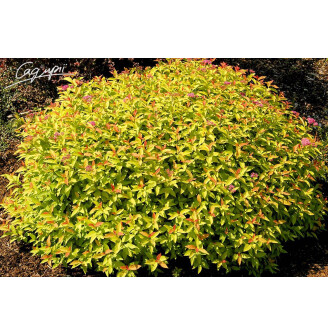 Спирея японская 'Goldflame'