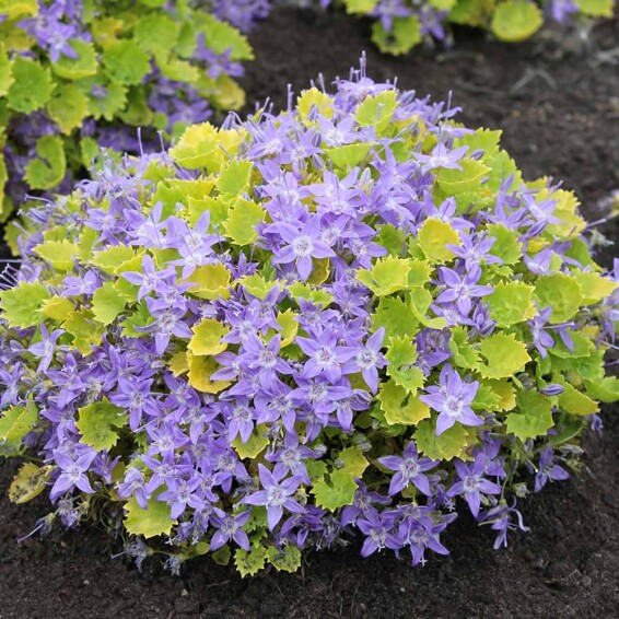 Дзвоник гарганський 'Dickson's Gold' - 2