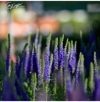 Вероніка колоскова 'Ulster Blue Dwarf'