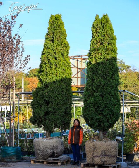 Туя западная 'Smaragd' #3, C7 - - - - 3