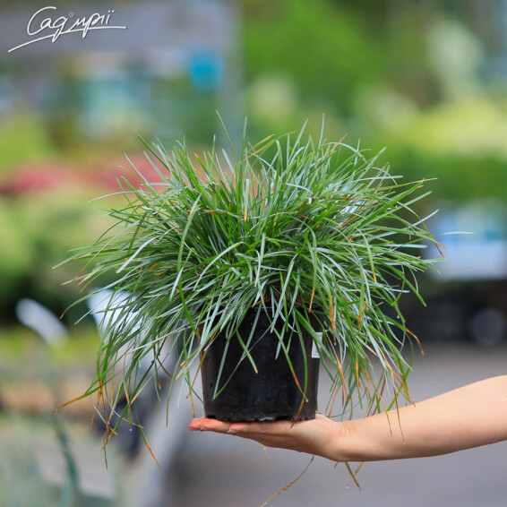 Сеслерія блакитна, C2 - - 6