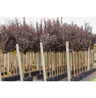 Слива вишнеплодная 'Pissardii'