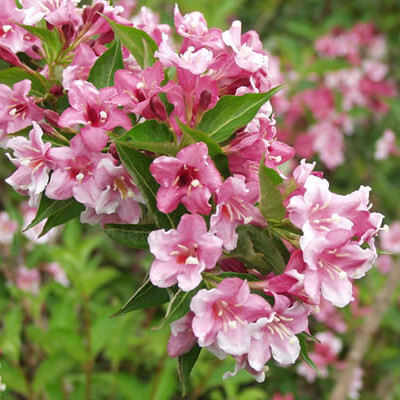 Вейгела 'Styriaca' - 2