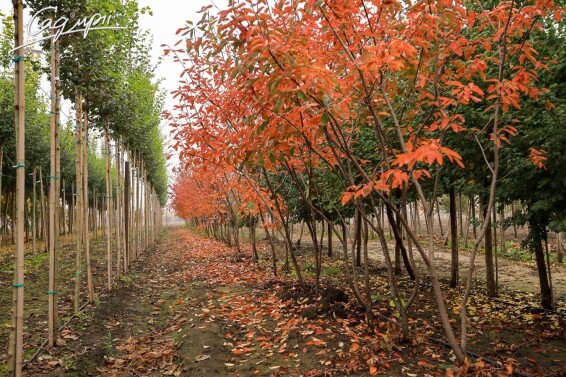 Ирга Ламарка #7, WRB MST - - - 5 Ирга Ламарка #7, WRB MST - - - 5