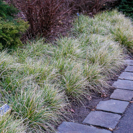 Сеслерія блакитна, C2 - - 1