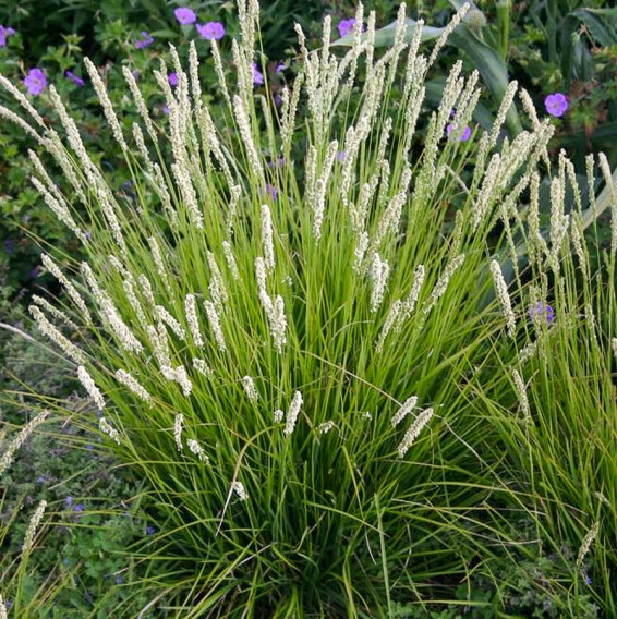 Сеслерія блакитна - 5 Сеслерія блакитна - 5