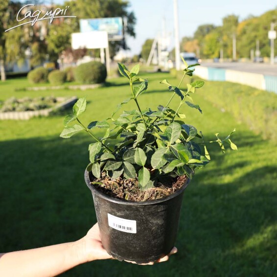 Бересклет форчуна 'Coloratus' - 2