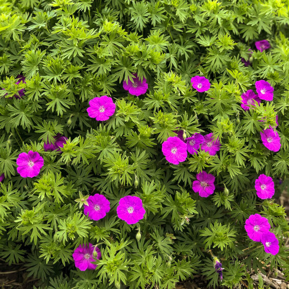 Герань криваво-червона 'New Hampshire Purple' - 1