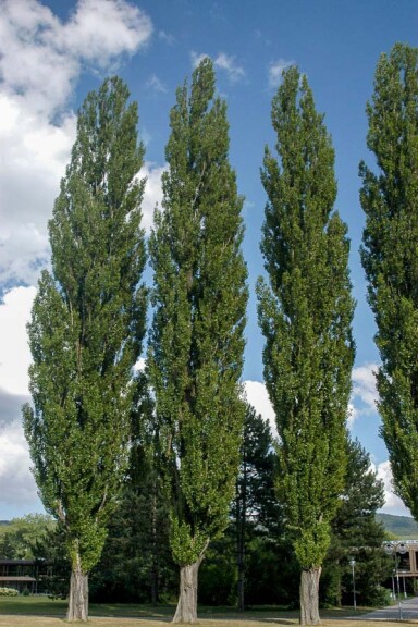 Тополь чёрный ‘Italica’ #1, C7,C10 - 250-300 - - 5