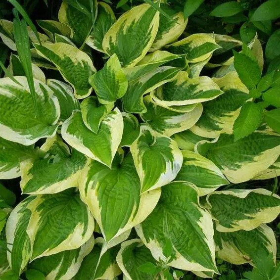 Хоста 'Mama Mia' - 5