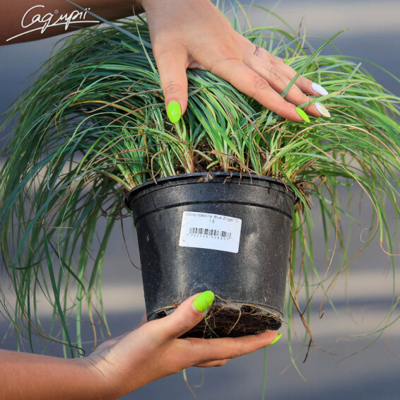 Осока повисла 'Blue Zinger', С1.5 - - 6 Осока повисла 'Blue Zinger', С1.5 - - 6