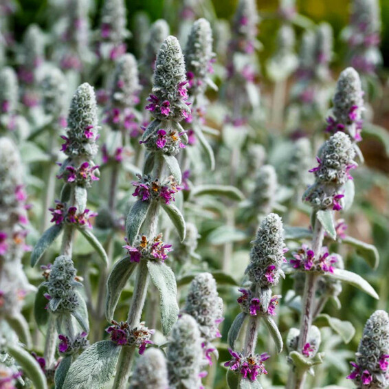 Чистец византийский ‘Silver Carpet’ #1, ГК - - 1