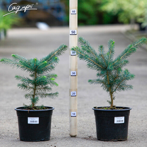 Ялина колюча 'Glauca Arizona Kaibab' - 4