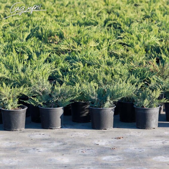 Ялівець козацький 'Tamariscifolia' #2, C3 40-60 - 9