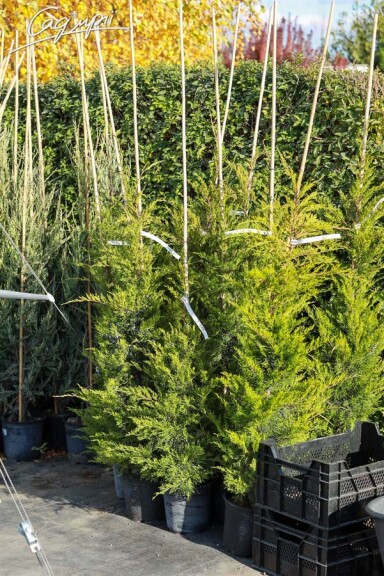 Можжевельник средний 'Mint Julep' - 5