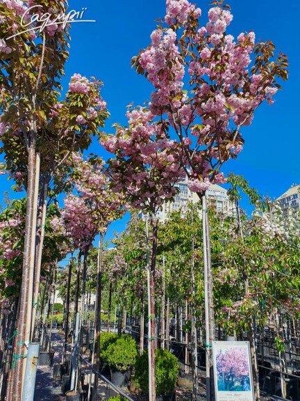 Сакура дрібнозубчаста 'Kanzan' #12, C60 12--14 300-400 St. 1/2 - 9