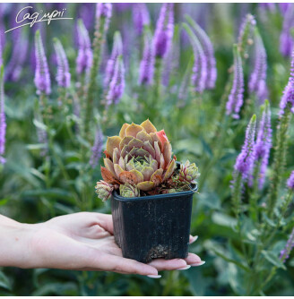 Молодило гібридне 'Pilatus'