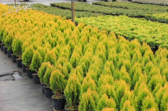 Туя західна 'Aurea Nana' - 7