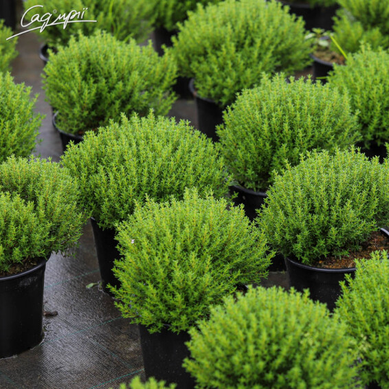 Тимьян обыкновенный 'Compactus' - 1