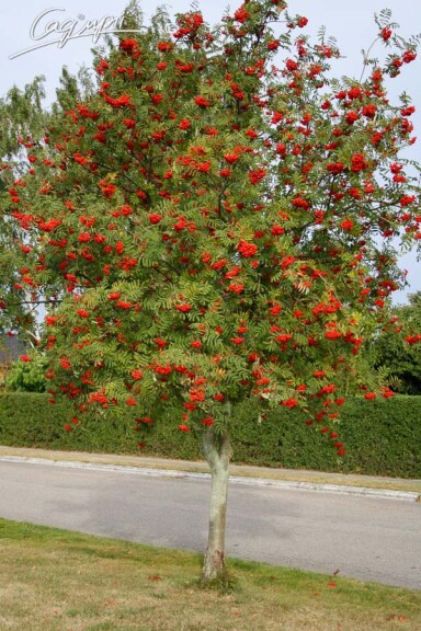 Горобина звичайна - 2 Горобина звичайна - 2